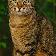 Tsuki a rejoint le concours — aidez-le/la à gagner de superbes lots ! cat, tabby, green_eyes, fur, whiskers, animal, pet, portrait, close_up, outdoor, nature, mammal, feline, cute, alert, sitting, striped, wildlife, domestic, soft