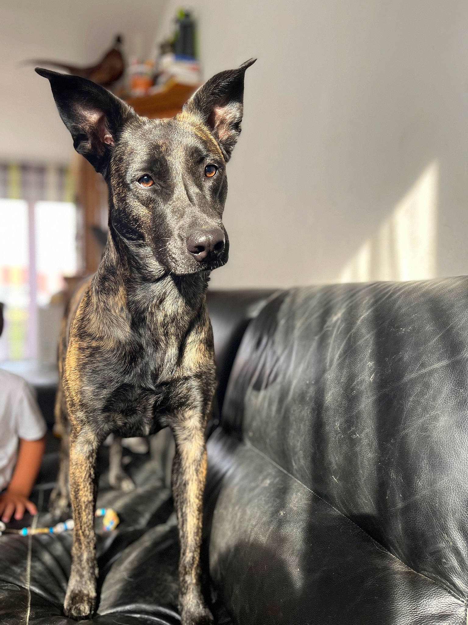 Ruby participe au concours pour gagner de l'argent avec cette photo : ancient_dog_breeds, art, canidae, carnivore, companion_dog, dog, dog_breed, fawn, fur, grey, guard_dog, metal, non_sporting_group, snout, sporting_group, terrestrial_animal, whiskers, window, working_animal, working_dog