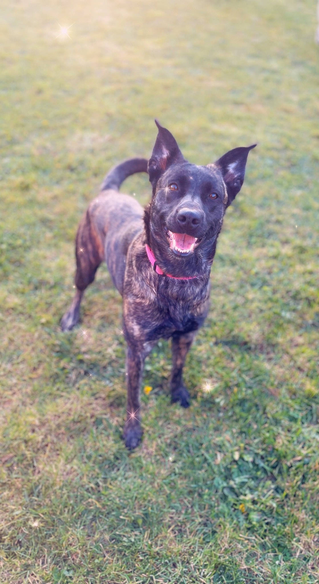 Ruby a rejoint le concours — aidez-le/la à gagner de superbes lots ! canidae, carnivore, collar, companion_dog, dog, dog_breed, dog_collar, dog_supply, grass, grassland, guard_dog, hunting_dog, liver, non_sporting_group, plant, sporting_group, working_animal, working_dog