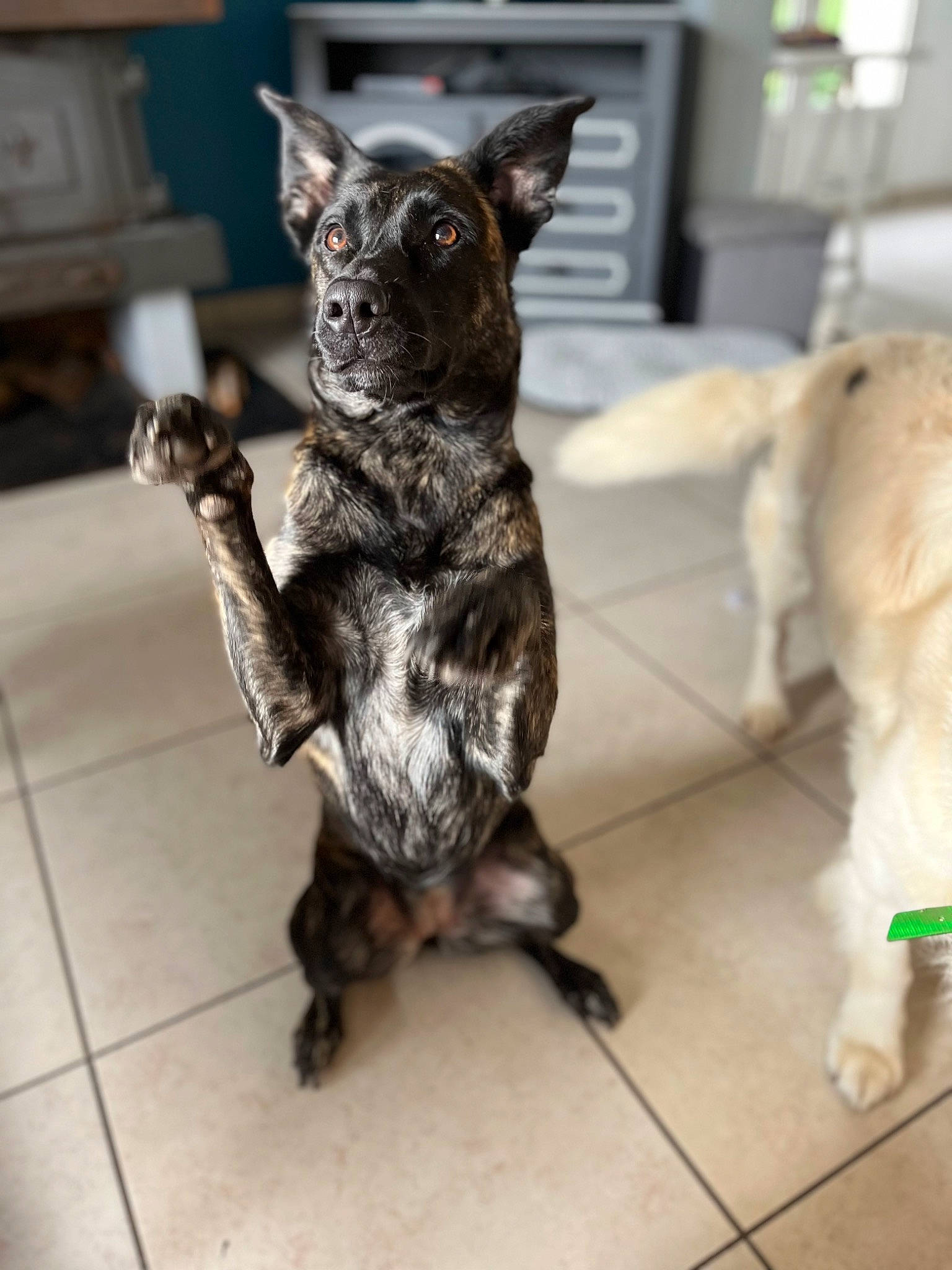 Ruby participe au concours pour gagner de l'argent avec cette photo : canidae, carnivore, claw, companion_dog, dog, dog_breed, dog_collar, ear, fawn, flooring, fur, non_sporting_group, paw, puppy, sporting_group, tail, toy_dog, whiskers, working_animal, working_dog