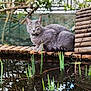 Happy participe au concours pour gagner de l'argent avec cette photo : animal, calm, cat, closeup, collar, daylight, feline, gray_cat, greenery, nature, outdoor, pet, pond, reeds, reflection, serene, sitting, water, wildlife, wood