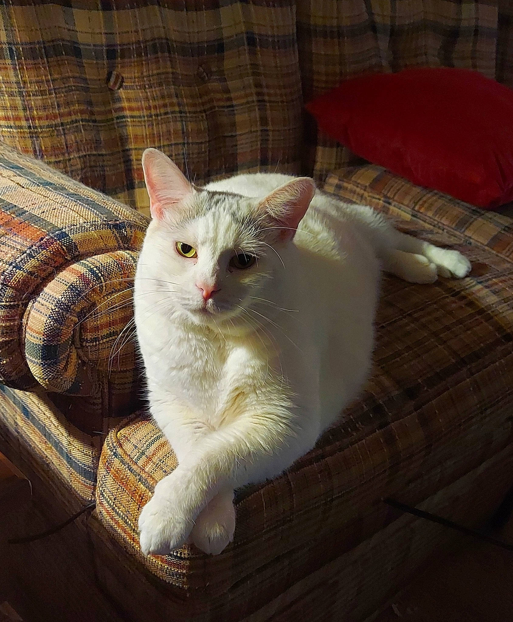 Bubby joined the competition — help win amazing prizes! carnivore, cat, claw, comfort, couch, domestic_short_haired_cat, fawn, felidae, fur, linens, pattern, paw, small_to_medium_sized_cats, snout, tail, terrestrial_animal, whiskers, wood, woven_fabric