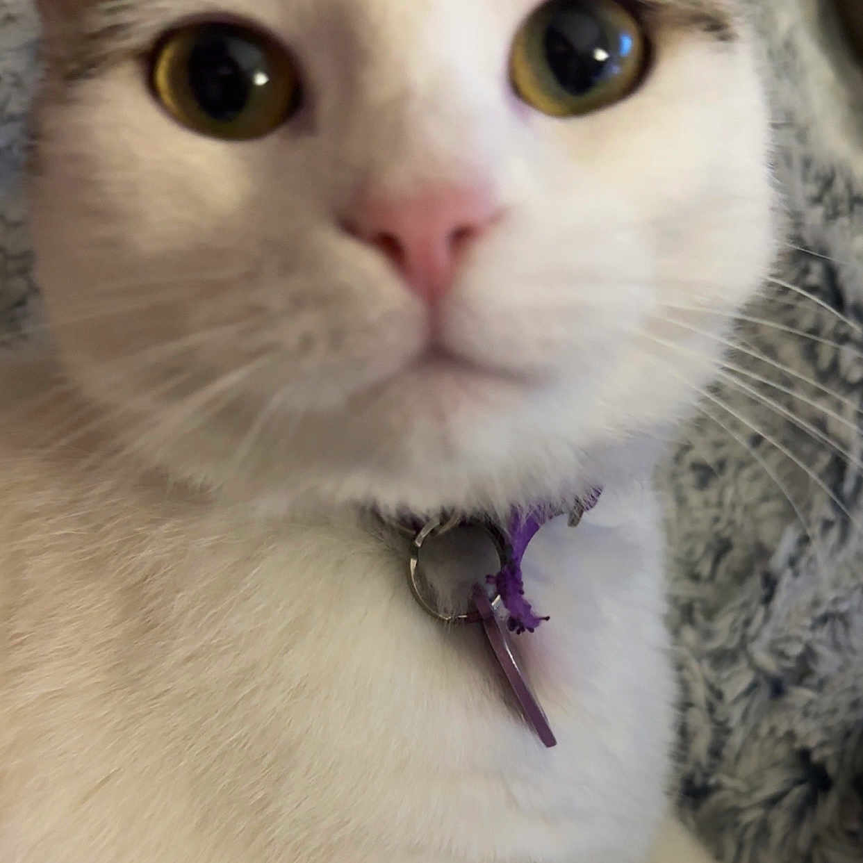 Snow a rejoint le concours — aidez-le/la à gagner de superbes lots ! abyssinian, accessories, angora, animal, bodypart, cat, collar, cutlery, jewelry, kitten, leash, manx, mouth, necklace, person, pet, siamese, snout, spoon, strap
