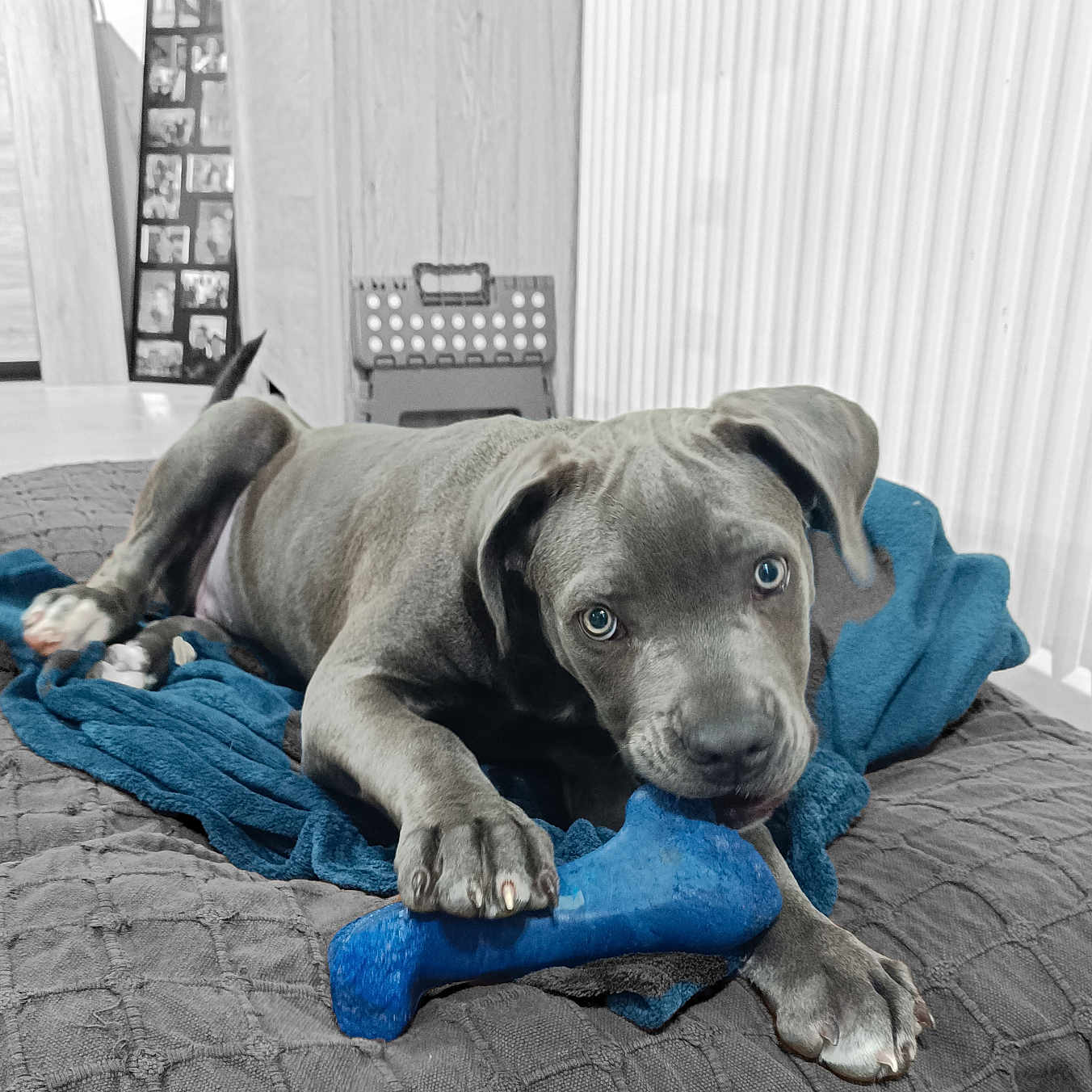 Vénus a rejoint le concours — aidez-le/la à gagner de superbes lots ! animal, blanket, bulldog, canine, couch, dog, furniture, homedecor, hound, indoors, interiordesign, labradorretriever, laundry, linen, person, pet, pitbull, pointer, puppy, towel