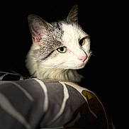 Abby participe au concours pour gagner de l'argent avec cette photo : cat, animal, pet, feline, portrait, closeup, green_eyes, white_fur, gray_fur, soft_light, dark_background, resting, cozy, indoor, cute, whiskers, ears, nose, calm, sleepy