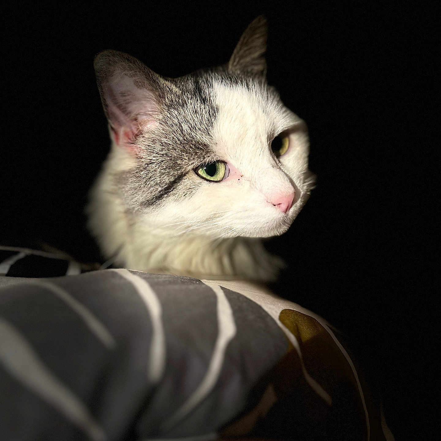 Abby participe au concours pour gagner de l'argent avec cette photo : animal, calm, cat, closeup, cozy, cute, dark_background, ears, feline, gray_fur, green_eyes, indoor, nose, pet, portrait, resting, sleepy, soft_light, whiskers, white_fur