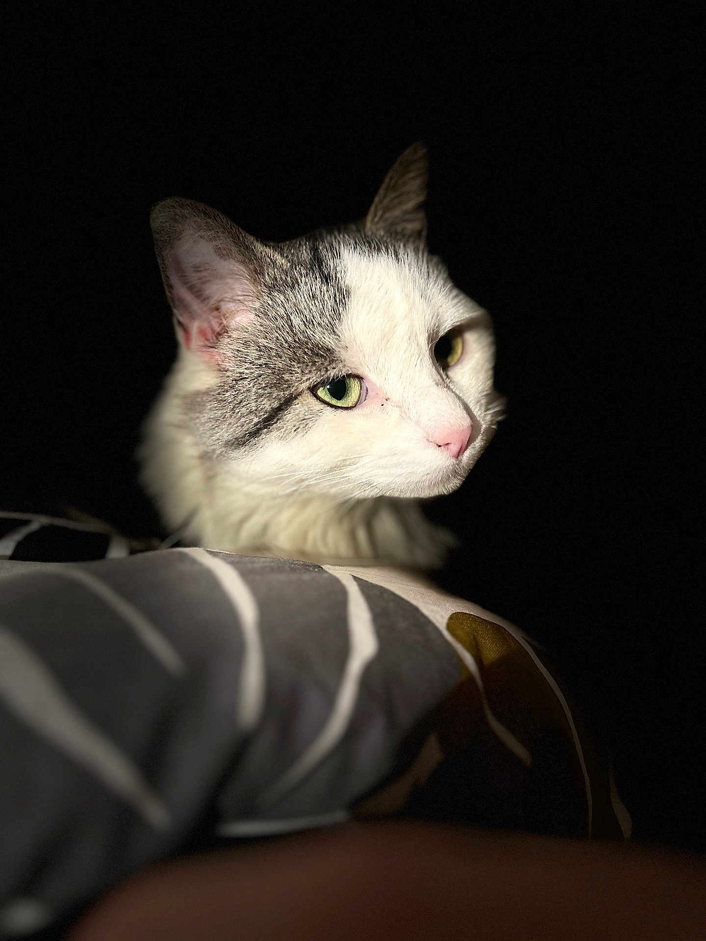 Abby