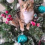 Trubbles is registered to the contest to win money with this photo: cat, tabby_cat, christmas_tree, ornaments, teal_ornaments, silver_ornaments, red_berries, snowy_branches, holiday_decor, festive, pine_branches, indoor, pet, curious_cat, feline, whiskers, greenery, seasonal, celebration, decorations