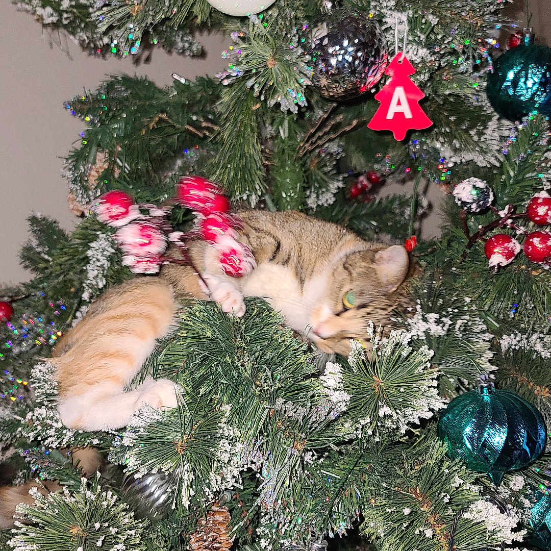 Trubbles is registered to the contest to win money with this photo: artificial_snow, cat, celebration, christmas_tree, close_up, decorations, feline, festive, fluffy, greenery, holiday, holiday_spirit, indoor, ornament, pet, pine_cone, playful, red_berries, tabby_cat, tree_branch