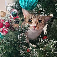 Trubbles joined the competition — help win amazing prizes! cat, christmas_tree, ornament, pine_branch, red_berries, artificial_snow, holiday, pet, cute, curious, feline, greenery, decoration, indoor, closeup, nature, festive, animal, whiskers, ears