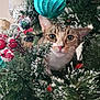 cat, christmas_tree, ornament, pine_branch, red_berries, artificial_snow, holiday, pet, cute, curious, feline, greenery, decoration, indoor, closeup, nature, festive, animal, whiskers, ears