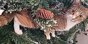 Trubbles joined the competition — help win amazing prizes! cat, christmas_tree, pine_branch, pinecone, red_berries, snow_dust, holiday, decorations, pet, feline, curious, indoor, animal, festive, greenery, whiskers, fur, playful, nature, holiday_decoration