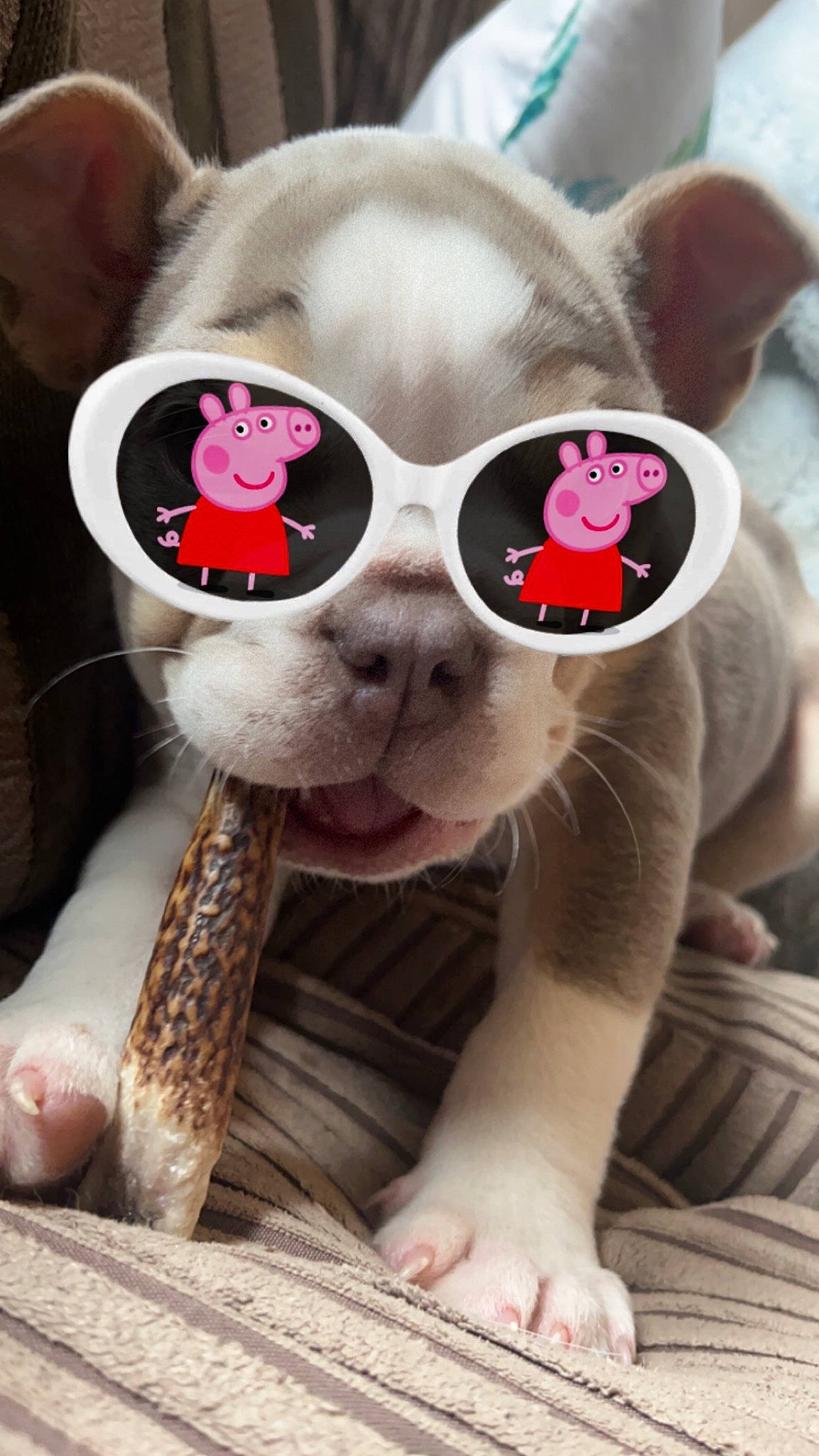 Ozzy is registered to the contest to win money with this photo: carnivore, companion_dog, dog, dog_breed, dog_supply, ear, eyewear, fawn, felidae, glasses, mammal, pet_supply, pink, sunglasses, textile, toy, vertebrate, vision_care, whiskers, working_animal