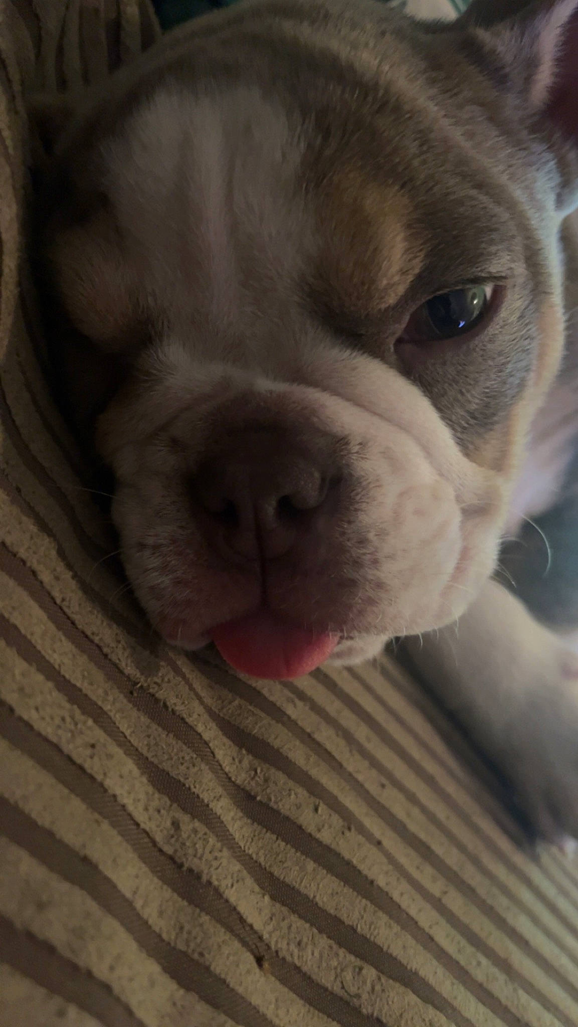Ozzy joined the competition — help win amazing prizes! bulldog, carnivore, comfort, companion_dog, dog, dog_breed, ear, fawn, flooring, fur, hardwood, human_body, nose, snout, sporting_group, terrestrial_animal, whiskers, wood, working_animal, wrinkle