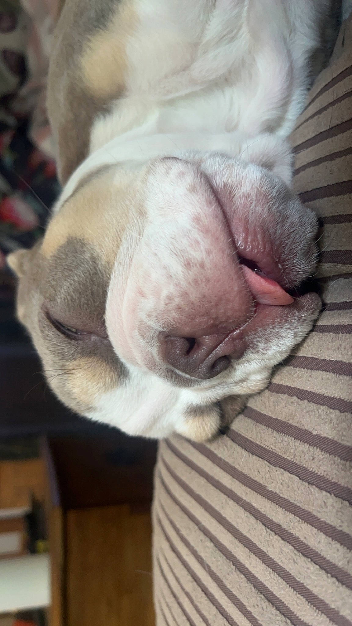 Ozzy is registered to the contest to win money with this photo: canidae, carnivore, comfort, companion_dog, dog, dog_breed, ear, fawn, felidae, fur, gesture, grey, nap, small_to_medium_sized_cats, snout, sporting_group, tail, whiskers, wood, wrinkle