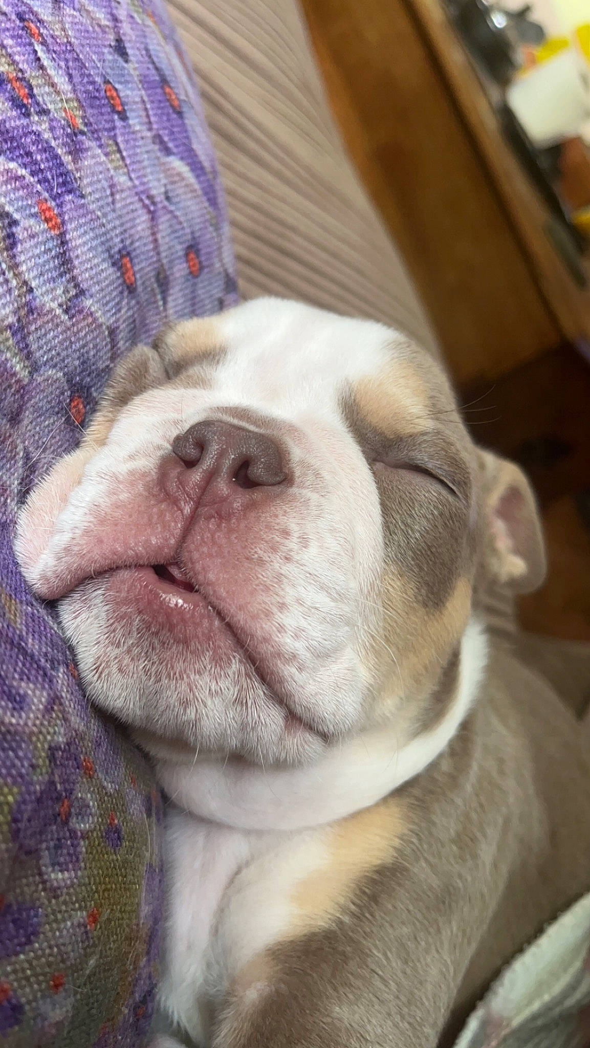 Ozzy joined the competition — help win amazing prizes! bulldog, carnivore, comfort, companion_dog, dog, dog_breed, dog_collar, ear, fawn, fur, liver, molosser, puppy_love, snout, sporting_group, tartan, toy_dog, whiskers, working_animal, wrinkle
