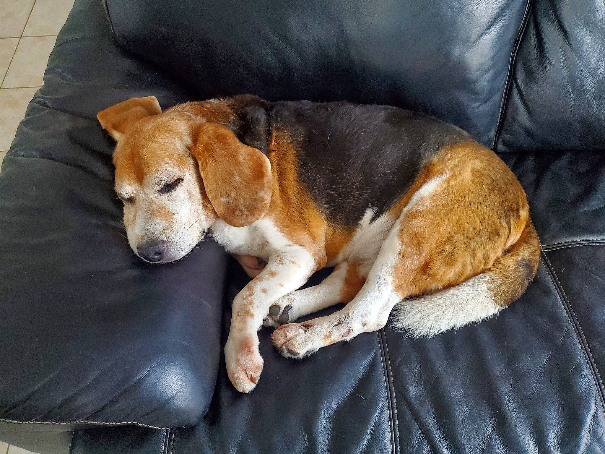 Mickey participe au concours pour gagner de l'argent avec cette photo : beagle, beagle_harrier, canidae, carnivore, collar, comfort, companion_dog, couch, dog, dog_breed, fur, hound, hunting_dog, paw, puppy, scent_hound, tail, whiskers