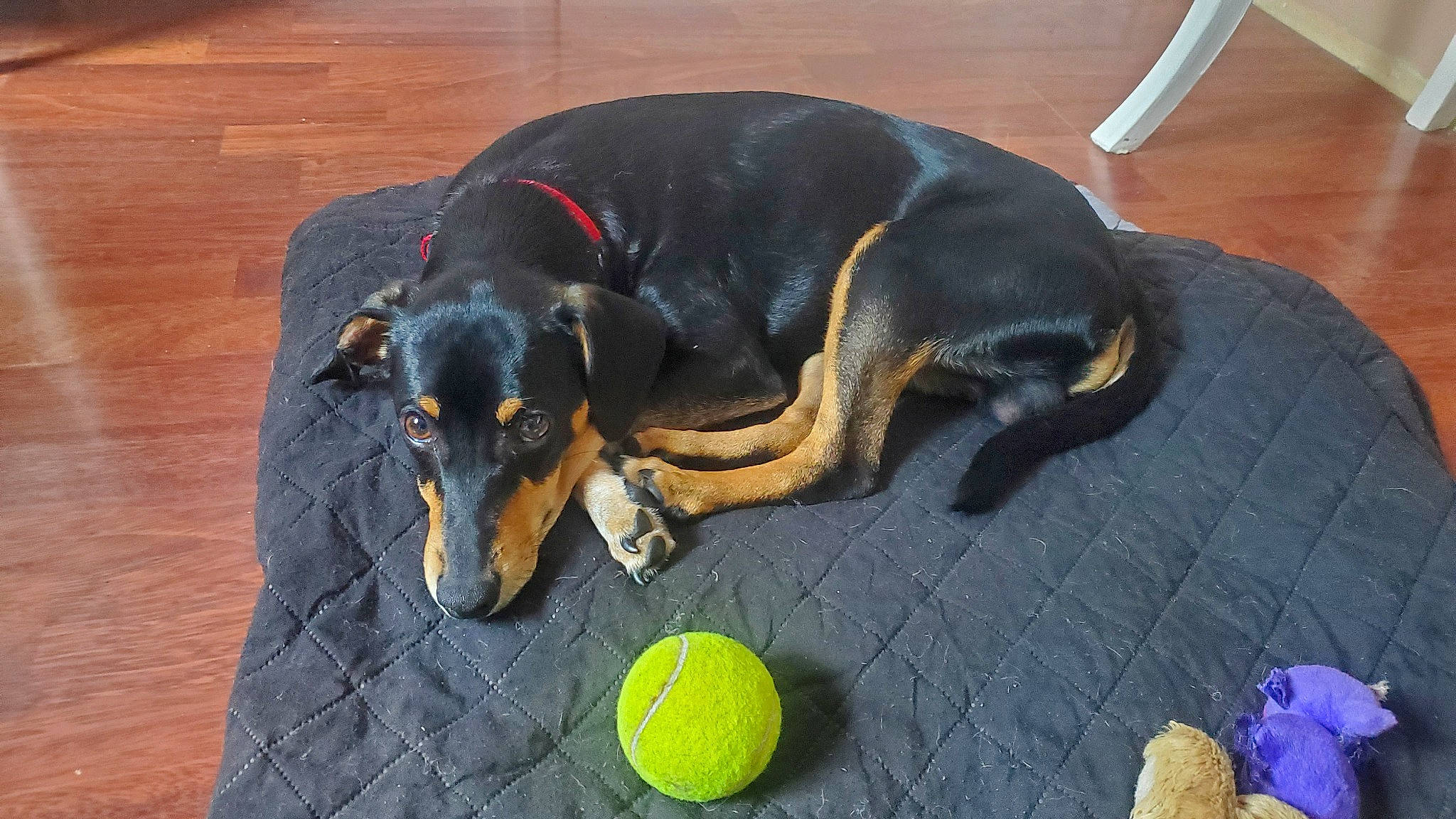 Shiva a rejoint le concours — aidez-le/la à gagner de superbes lots ! artocarpus, ball, canidae, carnivore, collar, companion_dog, dog, dog_breed, dog_supply, flooring, guard_dog, hardwood, paw, pinscher, sporting_group, tail, tennis_ball, wood, working_animal, working_dog