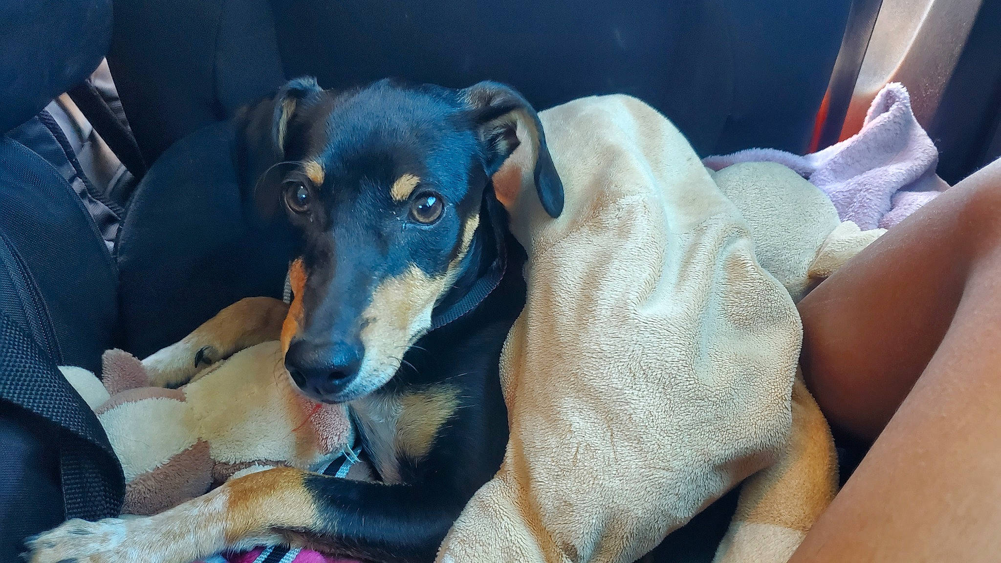 Shiva participe au concours pour gagner de l'argent avec cette photo : canidae, carnivore, comfort, companion_dog, dog, dog_breed, ear, fawn, fur, guard_dog, sporting_group, toy_dog, whiskers, working_animal, working_dog