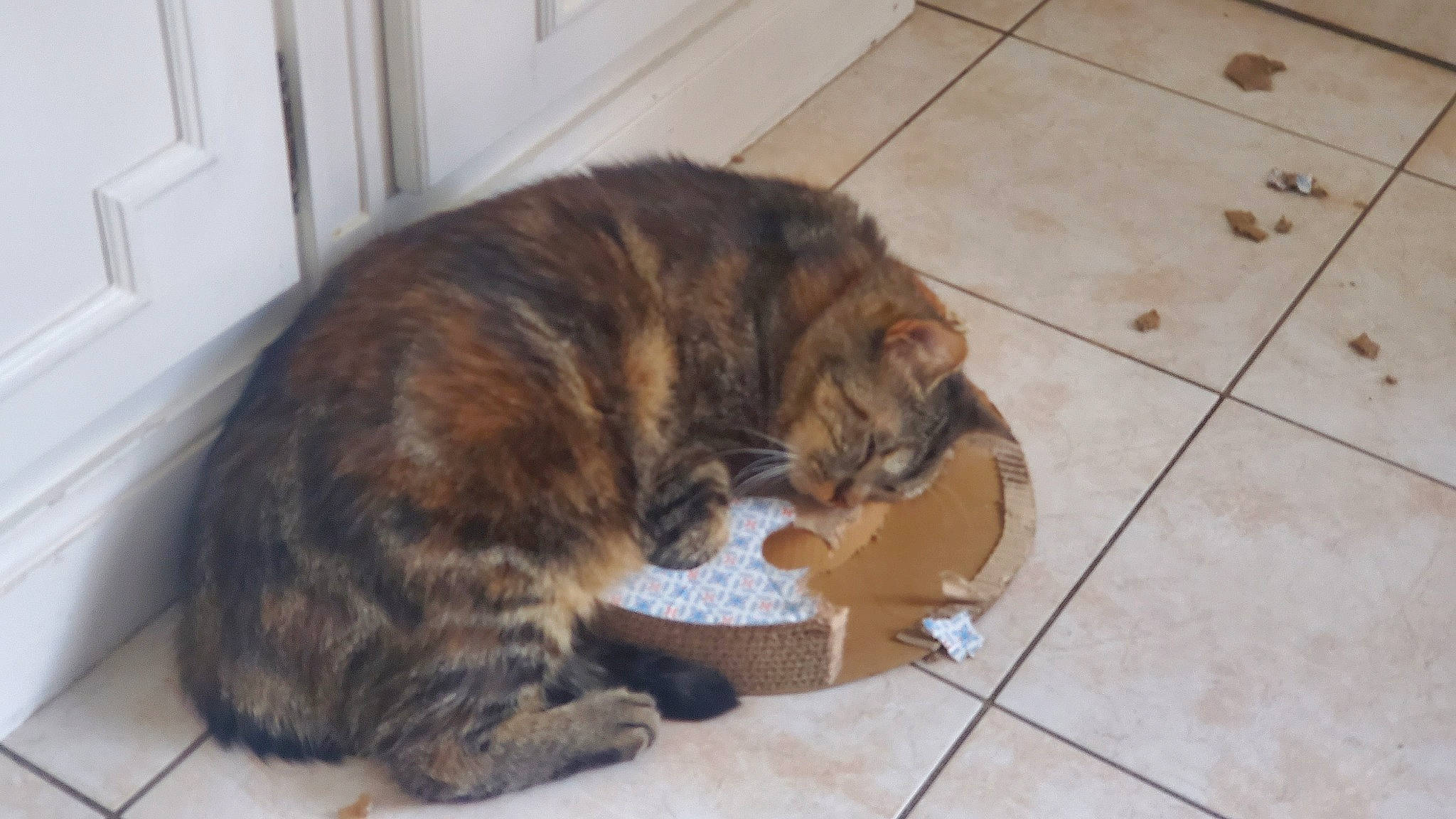 Vaïmiti participe au concours pour gagner de l'argent avec cette photo : carnivore, cat, claw, comfort, dog_breed, domestic_short_haired_cat, door, felidae, floor, flooring, fur, hardwood, liver, paw, small_to_medium_sized_cats, tail, terrestrial_animal, tile_flooring, whiskers, wood