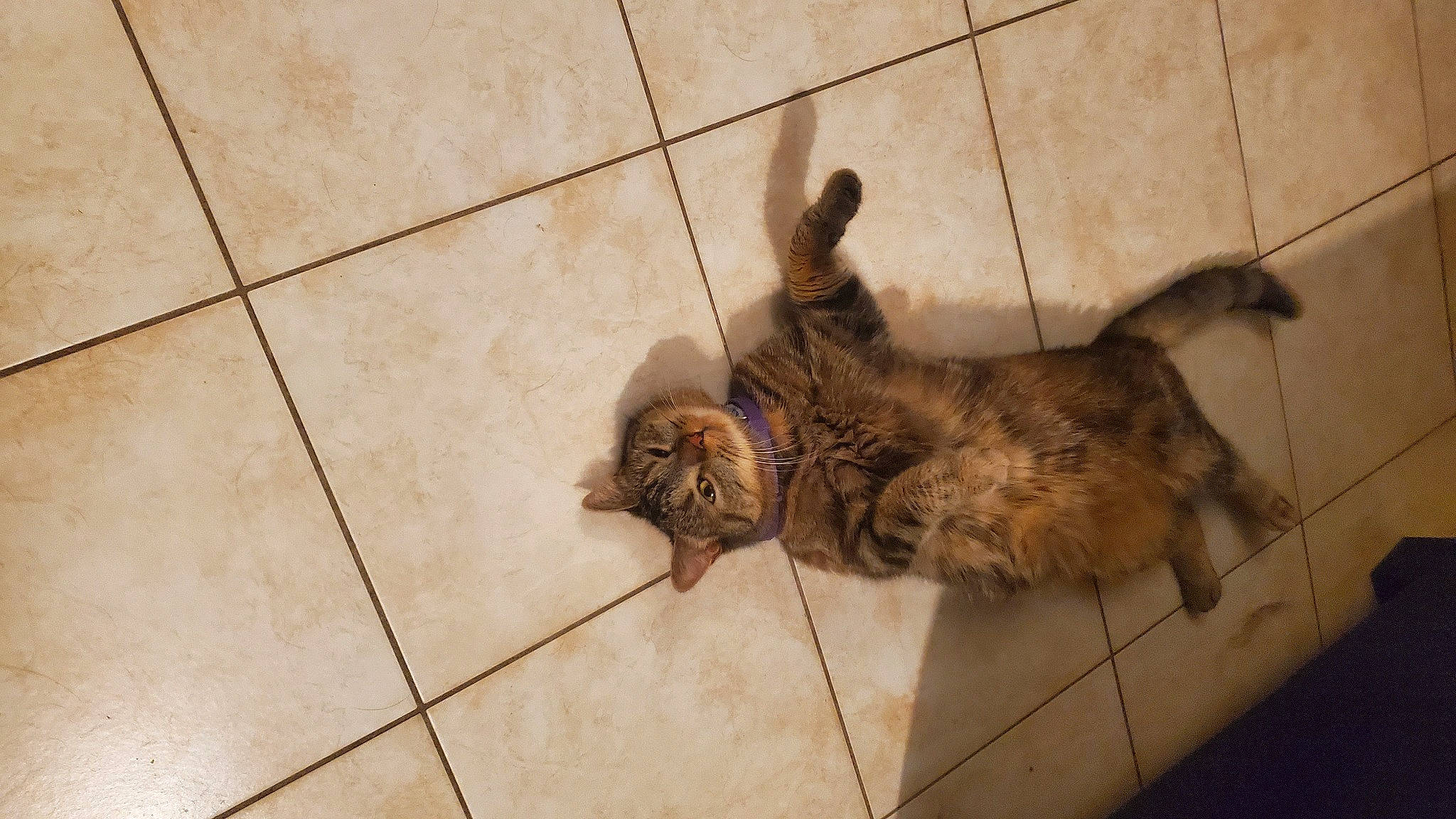 Vaïmiti a rejoint le concours — aidez-le/la à gagner de superbes lots ! canidae, carnivore, cat, claw, domestic_short_haired_cat, fawn, felidae, floor, flooring, fur, hardwood, paw, small_to_medium_sized_cats, snout, sporting_group, tail, terrestrial_animal, tile_flooring, whiskers, wood