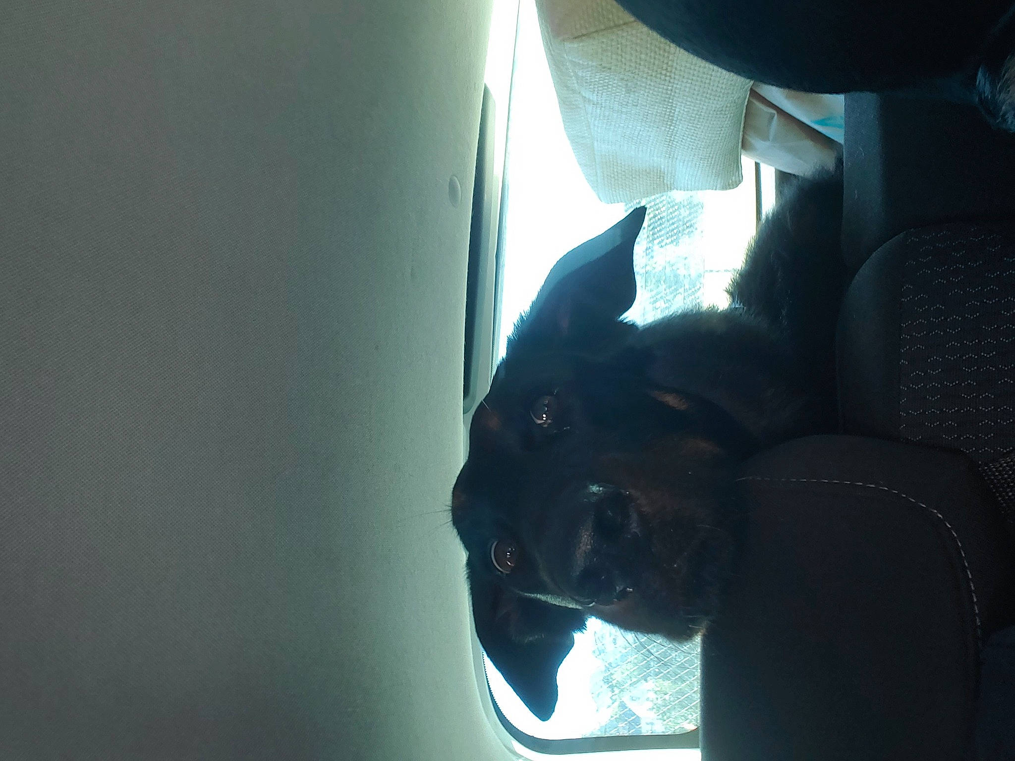 Krishna participe au concours pour gagner de l'argent avec cette photo : backlighting, canidae, carnivore, companion_dog, darkness, dog, dog_breed, electric_blue, eyewear, felidae, guard_dog, shadow, sky, snout, sporting_group, sunglasses, tints_and_shades, vehicle_door, whiskers, window