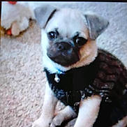Smokey is registered to the contest to win money with this photo: animal, black_outfit, carpet, collar, cute, cute_pet, dog, domestic_animal, ears, face, fur, indoor, indoor_lighting, pet, pug, puppy, sitting, small_dog, toy, young_dog