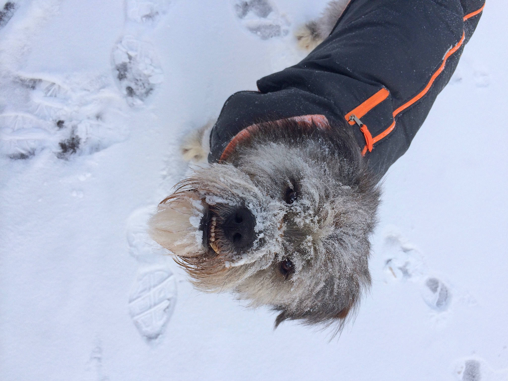 Artie is registered to the contest to win money with this photo: boot, canidae, dog_breed, feather, freezing, frost, fur, glove, outdoor_shoe, paw, playing_in_the_snow, precipitation, snow, snow_boot, sporting_group, tail, winter