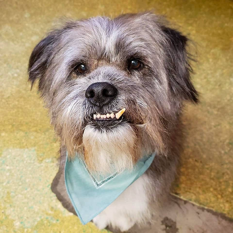 Artie is registered to the contest to win money with this photo: ancient_dog_breeds, biewer_terrier, canidae, carnivore, companion_dog, dog, dog_breed, dog_supply, fur, liver, maltepoo, non_sporting_group, small_terrier, snout, sporting_group, terrestrial_animal, terrier, toy_dog, whiskers, working_animal