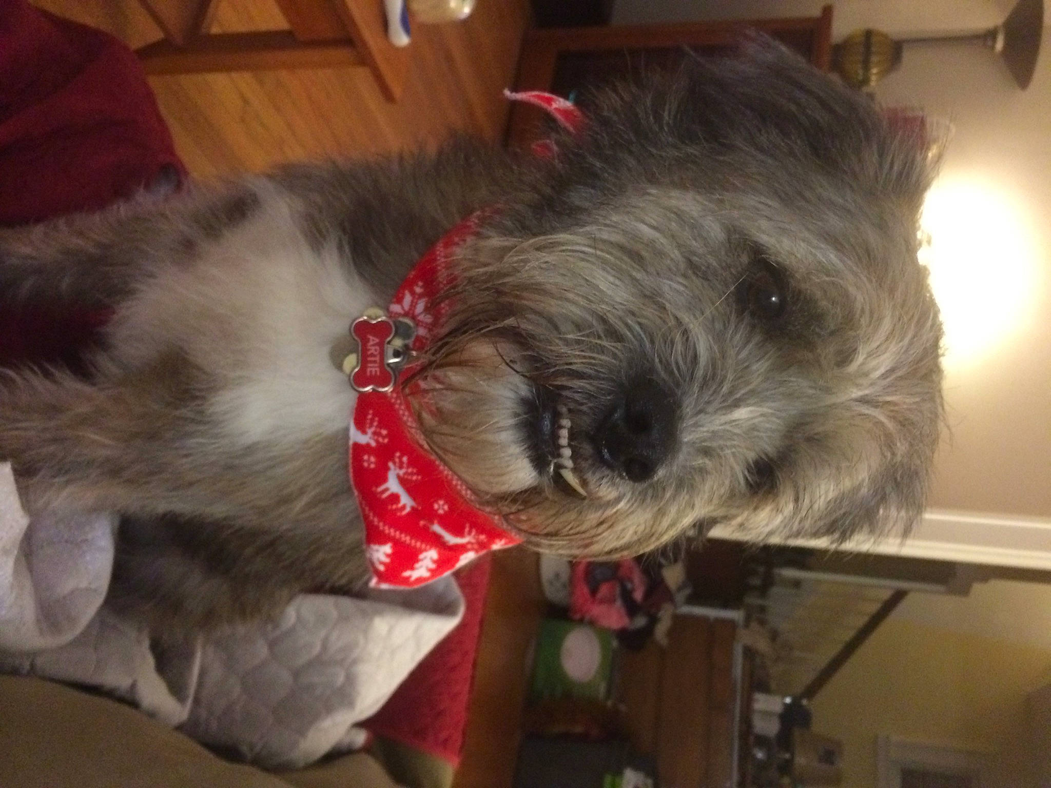 Artie joined the competition — help win amazing prizes! canidae, carnivore, collar, companion_dog, dog, dog_breed, fawn, felidae, fur, schnauzer, small_terrier, small_to_medium_sized_cats, snout, sporting_group, standard_schnauzer, tail, terrier, toy_dog, whiskers, working_animal