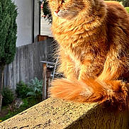 Ginger is registered to the contest to win money with this photo: cat, orange_cat, fluffy, pet, animal, outdoor, sunlight, fence, garden, tree, fur, whiskers, tail, window, balcony, nature, domestic_cat, portrait, daylight, relaxed
