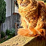 animal, balcony, cat, daylight, domestic_cat, fence, fluffy, fur, garden, nature, orange_cat, outdoor, pet, portrait, relaxed, sunlight, tail, tree, whiskers, window