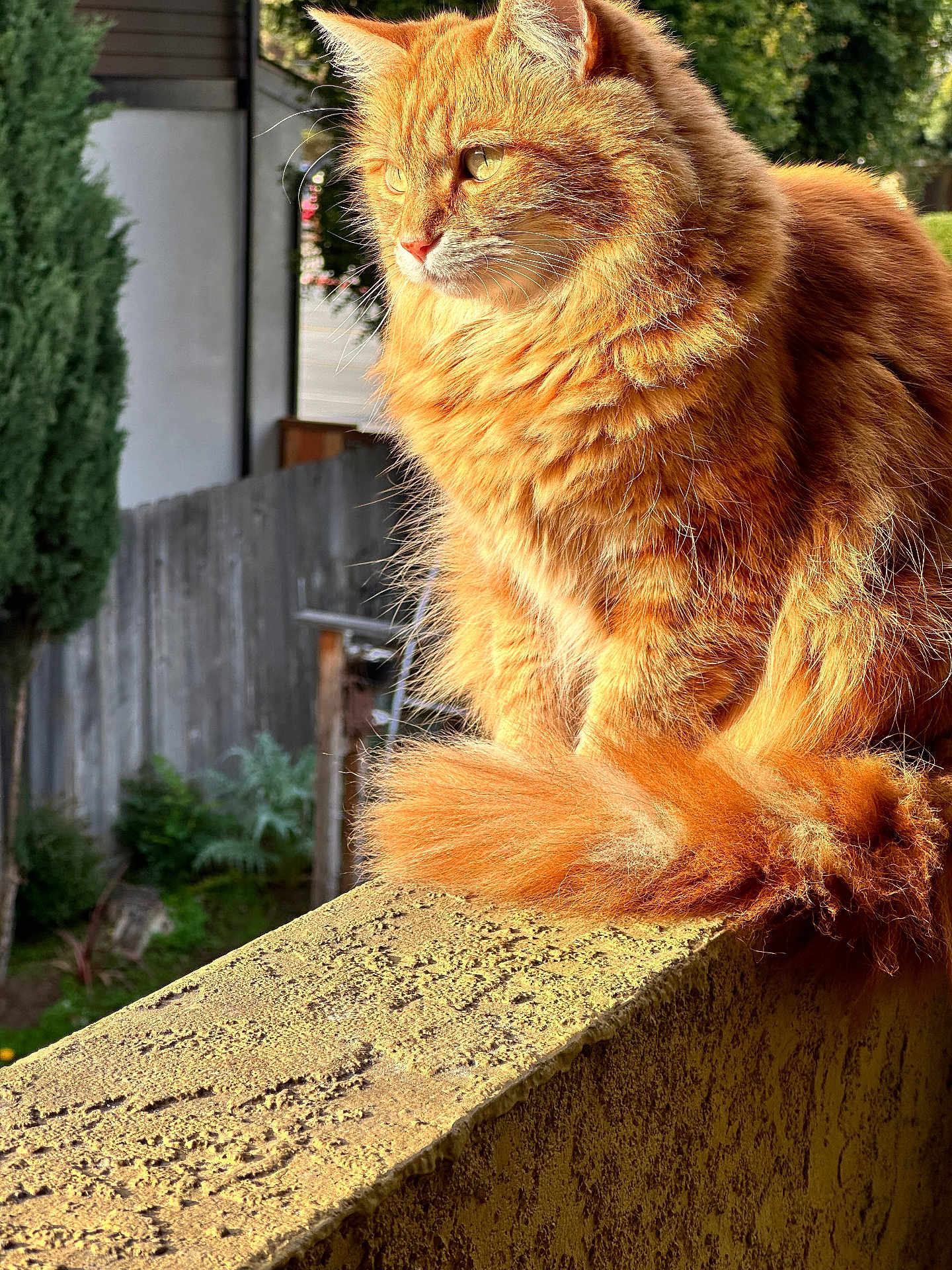 Ginger