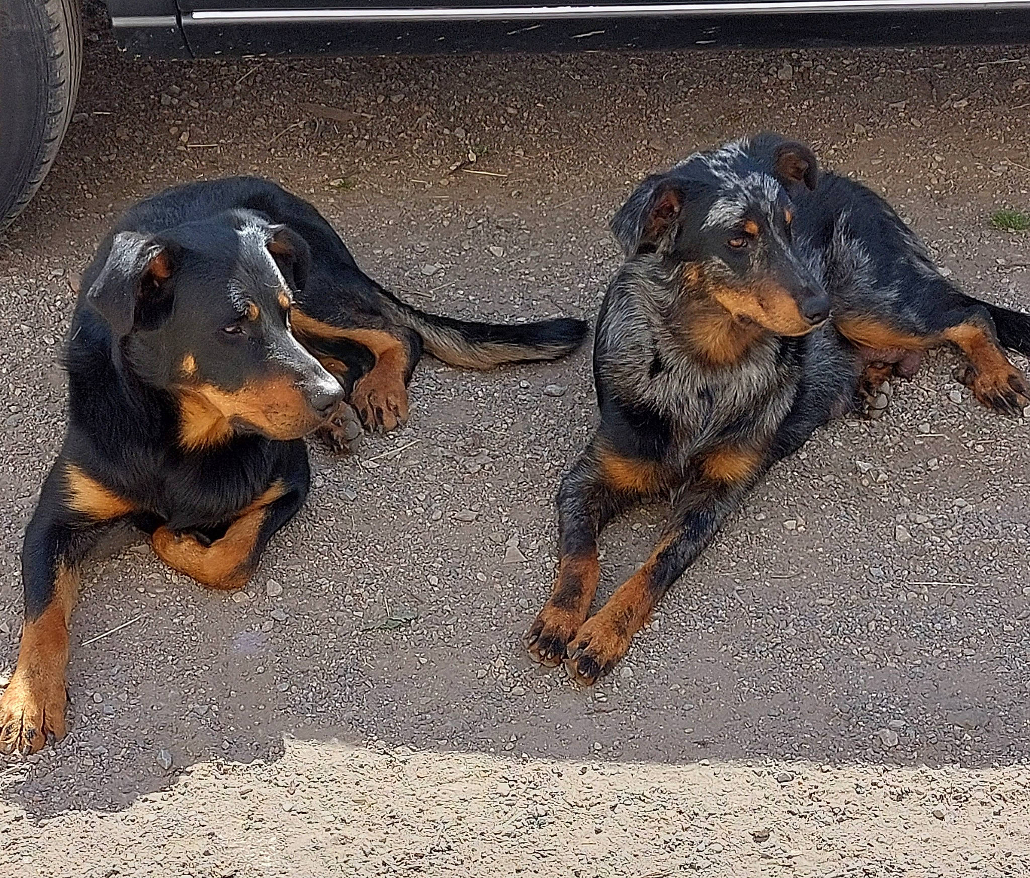 Ragnar a rejoint le concours — aidez-le/la à gagner de superbes lots ! asphalt, canidae, carnivore, companion_dog, dog, dog_breed, fender, guard_dog, hound, hunting_dog, liver, metal, snout, sporting_group, tail, terrestrial_animal, working_animal, working_dog