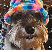 Germani is registered to the contest to win money with this photo: adorable, animal, close_up, colorful_hat, cozy, cute, dog, face, fluffy, friendly, furry, fuzziness, indoors, muzzle, pet, portrait, smiling, sparkles, whiskers, winter_wear