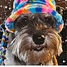 adorable, animal, close_up, colorful_hat, cozy, cute, dog, face, fluffy, friendly, furry, fuzziness, indoors, muzzle, pet, portrait, smiling, sparkles, whiskers, winter_wear