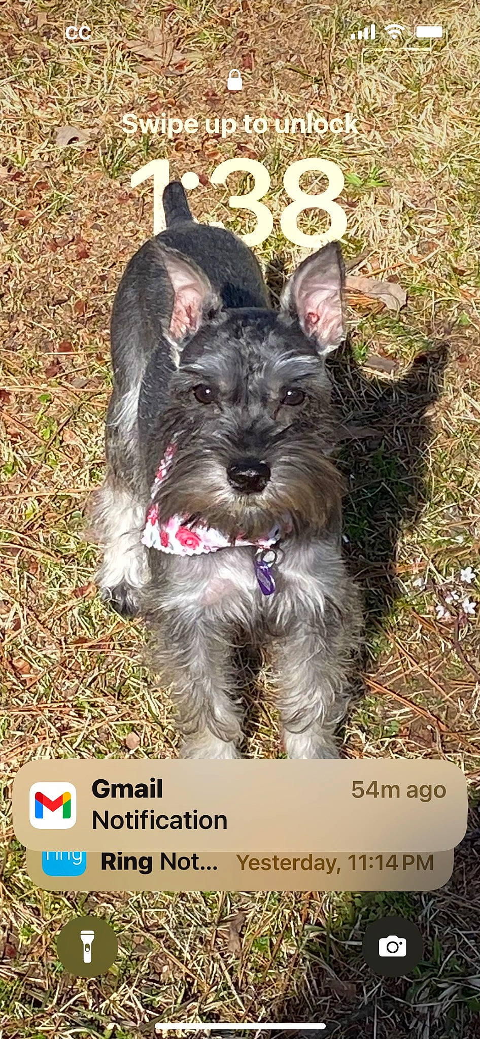 Germani Aka Gigi