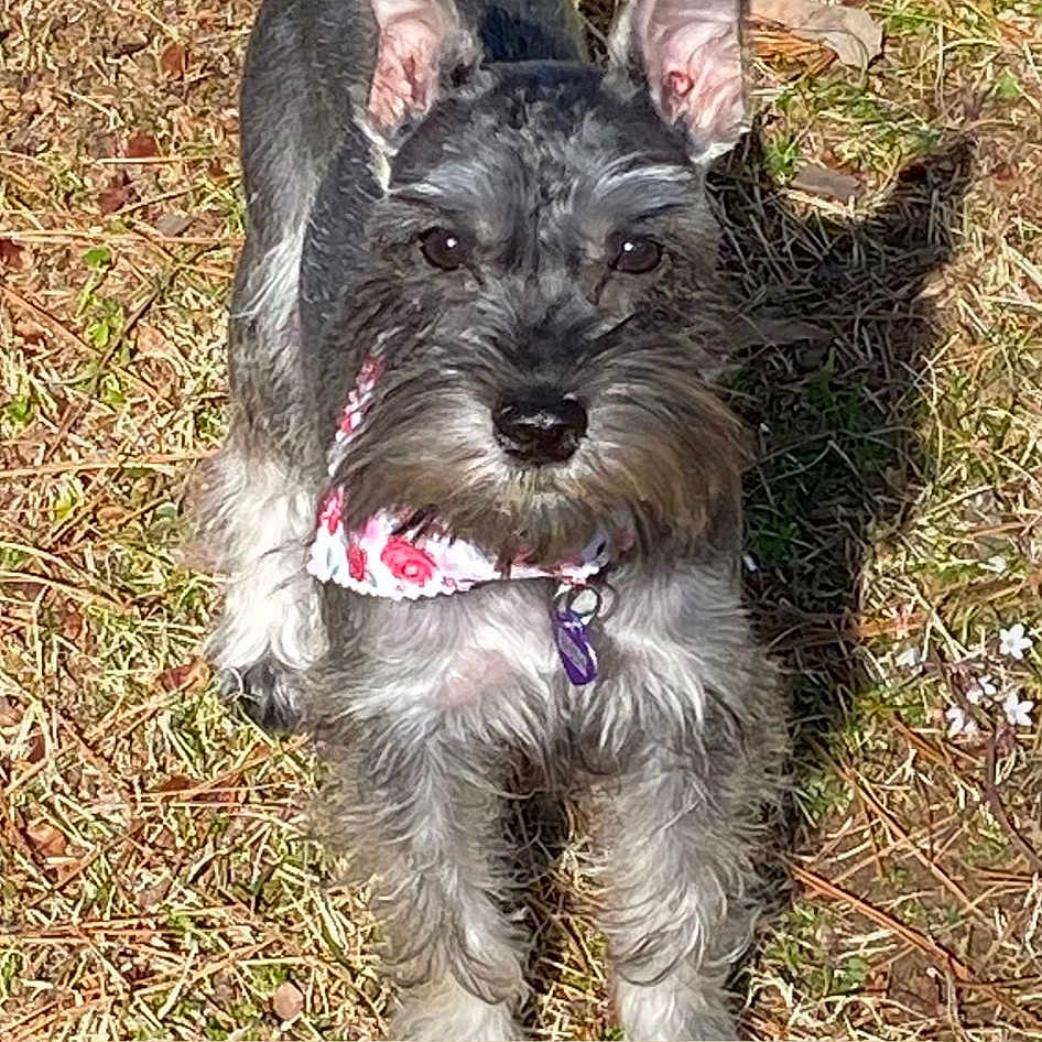 Germani Aka Gigi