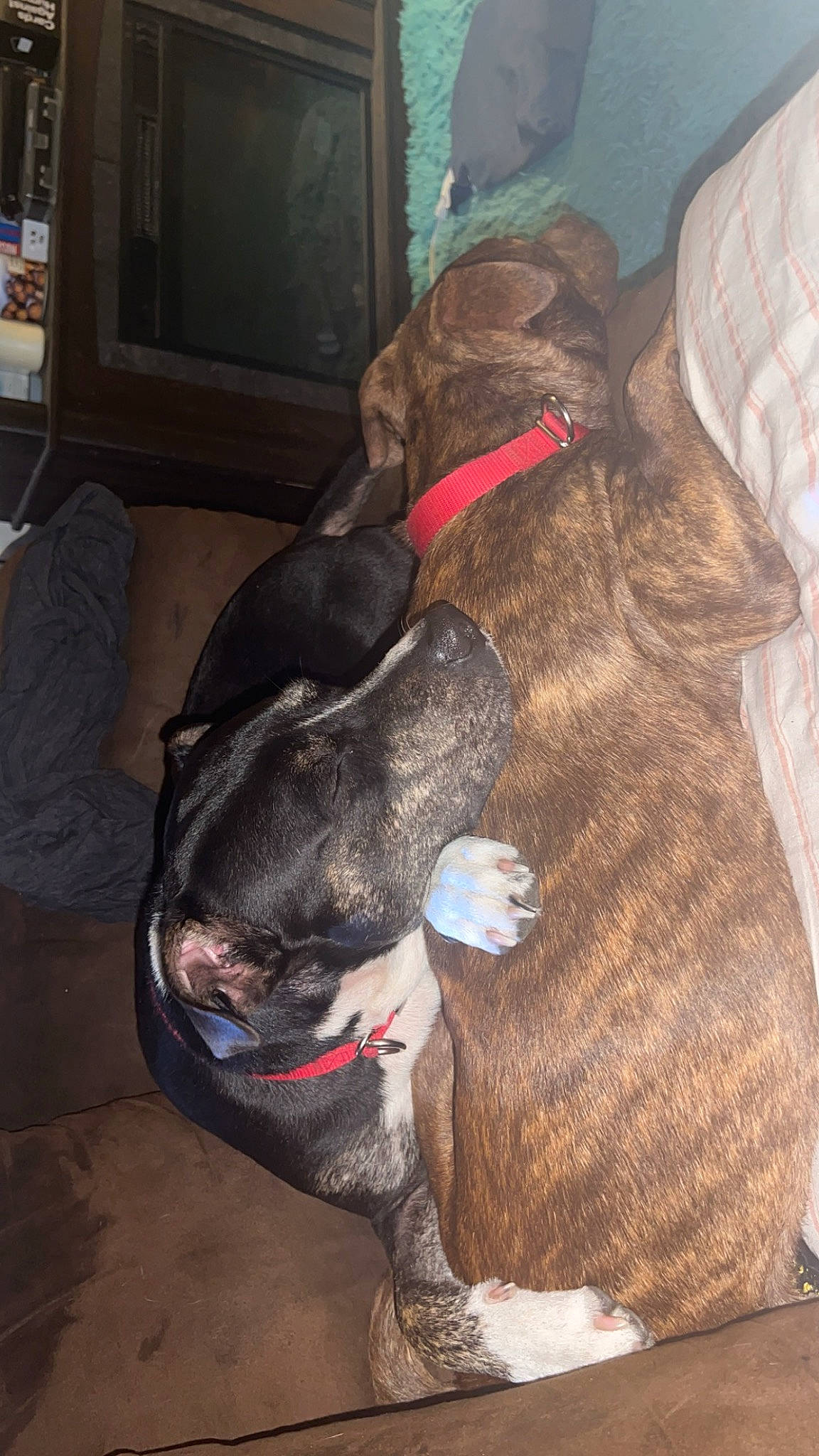 Thor is registered to the contest to win money with this photo: brown, carnivore, collar, comfort, companion_dog, dog, dog_breed, dog_supply, fawn, fur, liver, natural_material, pet_supply, picture_frame, shelf, snout, sporting_group, tail, television, working_animal