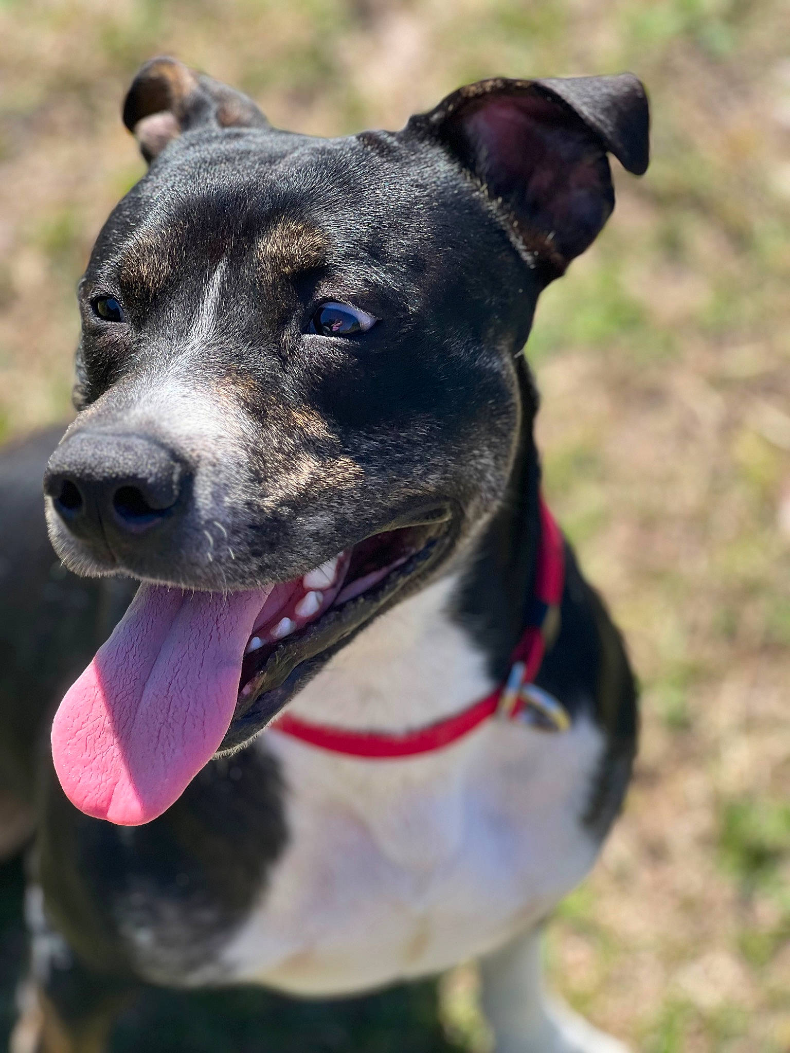 Thor is registered to the contest to win money with this photo: canidae, carnivore, collar, companion_dog, dog, dog_breed, dog_collar, dog_supply, electric_blue, fashion_accessory, grass, leash, non_sporting_group, pet_supply, snout, sporting_group, terrestrial_animal, whiskers, working_animal, working_dog