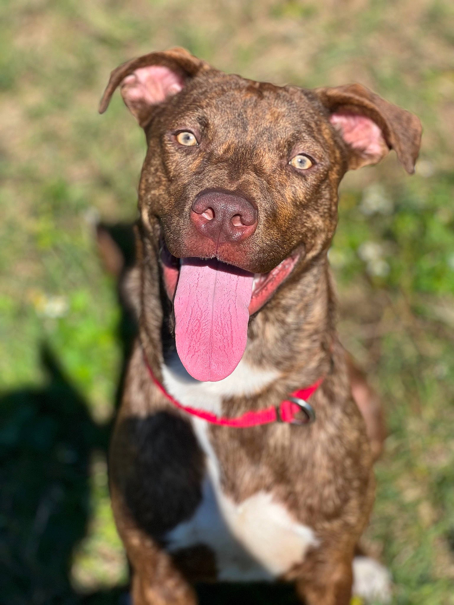 Diesel is registered to the contest to win money with this photo: canidae, carnivore, collar, companion_dog, dog, dog_breed, dog_collar, fashion_accessory, fawn, fur, grass, hunting_dog, liver, non_sporting_group, pet_supply, sporting_group, terrestrial_animal, whiskers, working_animal, working_dog