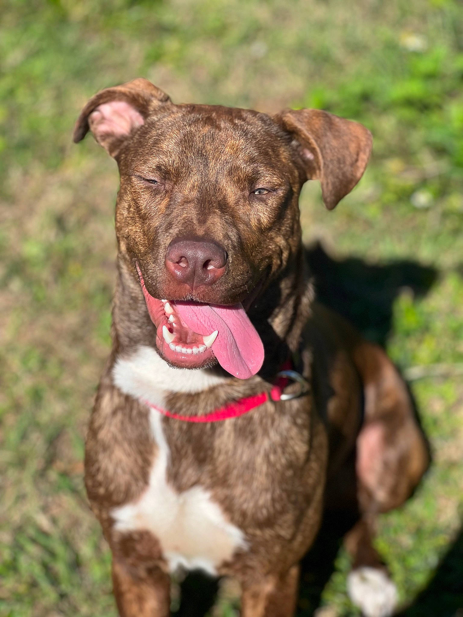 Diesel is registered to the contest to win money with this photo: borador, canidae, carnivore, collar, companion_dog, dog, dog_breed, dog_collar, fawn, fur, grass, liver, non_sporting_group, plant, snout, sporting_group, terrestrial_animal, whiskers, working_animal, working_dog