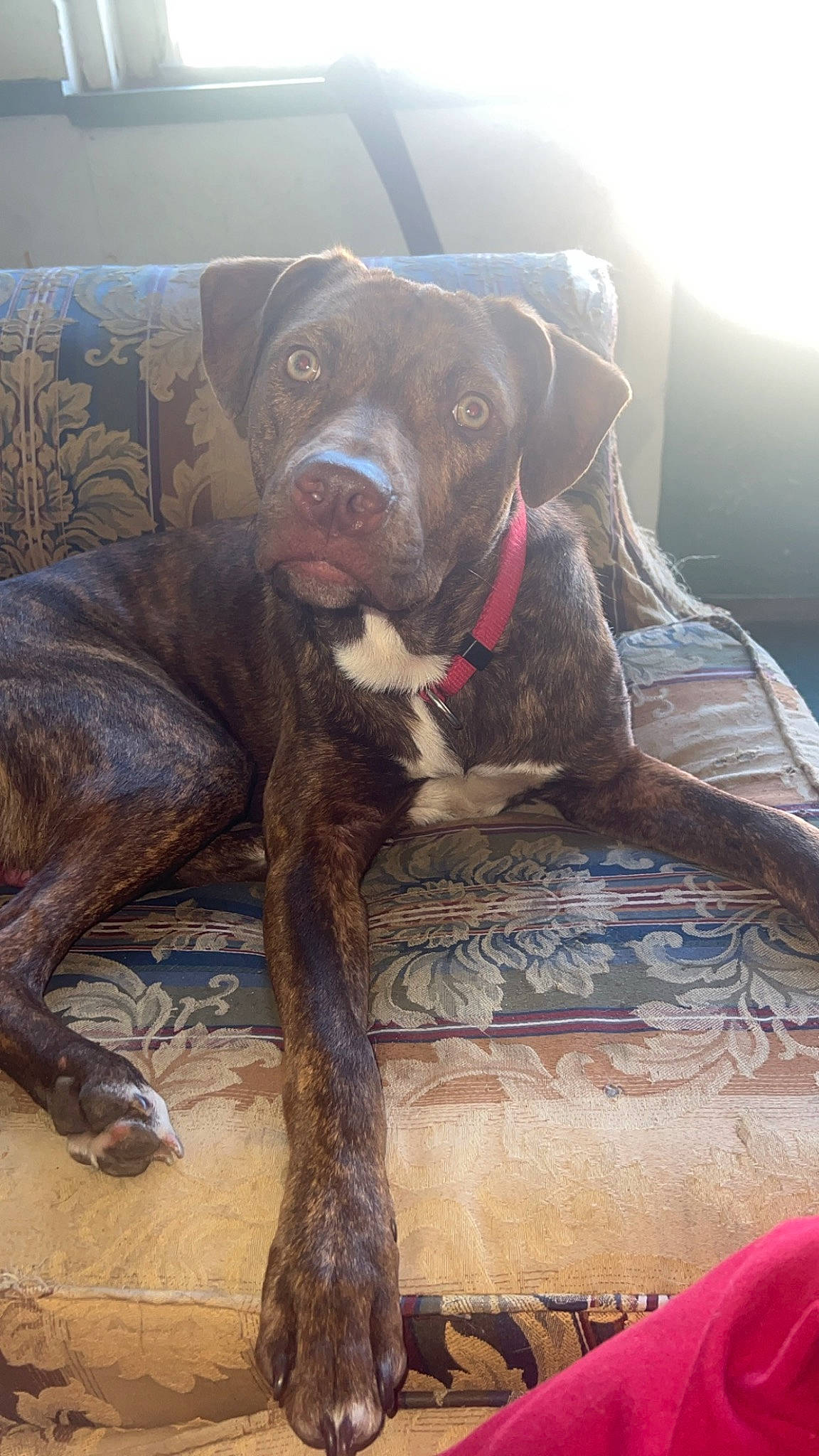 Diesel is registered to the contest to win money with this photo: canidae, carnivore, collar, comfort, companion_dog, dog, dog_breed, dog_collar, fawn, fur, guard_dog, gun_dog, liver, molosser, pet_supply, snout, sporting_group, wood, working_animal, working_dog