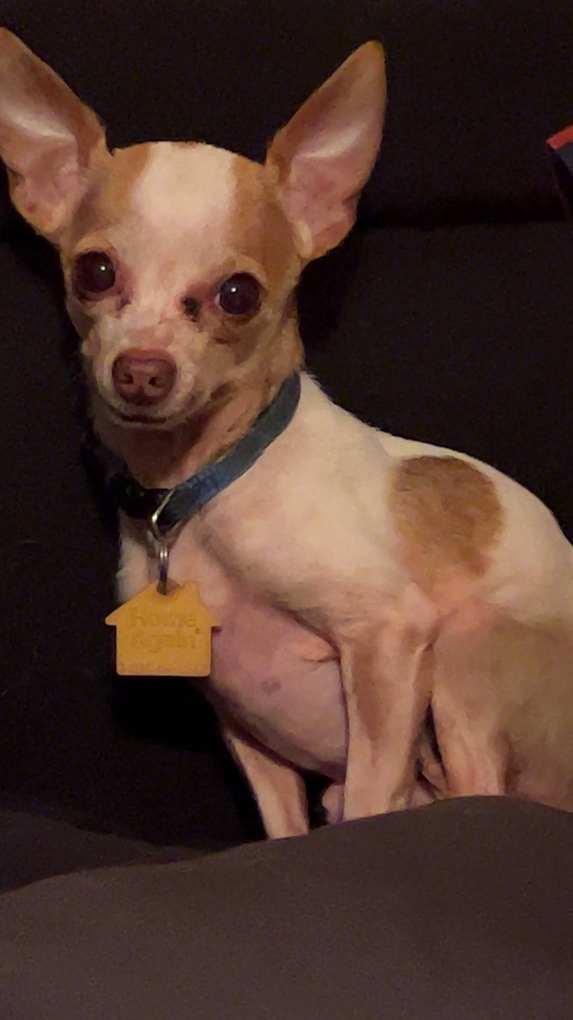 Snoopy is registered to the contest to win money with this photo: canidae, carnivore, chihuahua, collar, companion_dog, corgi_chihuahua, dog, dog_breed, dog_supply, ear, fawn, fur, pet_supply, russkiy_toy, snout, sporting_group, terrestrial_animal, toy_dog, whiskers, working_animal