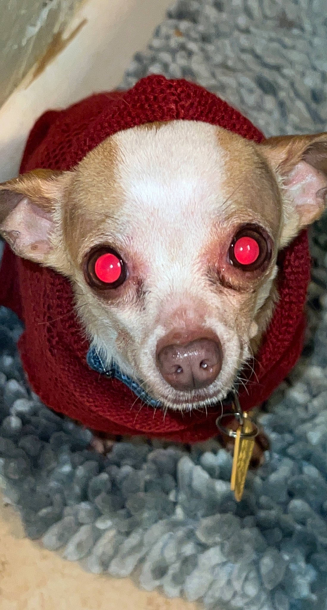 Snoopy is registered to the contest to win money with this photo: canidae, carnivore, chihuahua, close_up, companion_dog, dog, dog_breed, dog_clothes, ear, eye, fawn, fur, head, liver, snout, sporting_group, terrestrial_animal, toy_dog, whiskers, working_animal