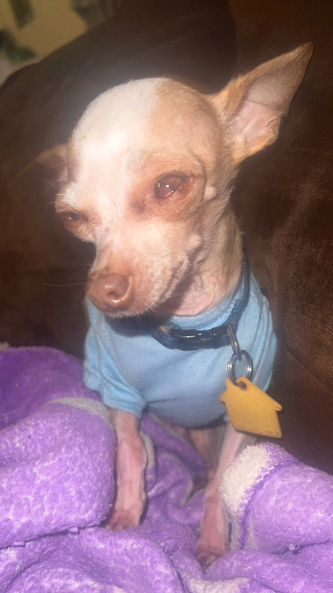 Snoopy is registered to the contest to win money with this photo: canidae, carnivore, chihuahua, companion_dog, corgi_chihuahua, dog, dog_breed, dog_clothes, dog_supply, ear, fawn, mexican_hairless_dog, non_sporting_group, puppy, snout, sporting_group, terrier, toy_dog, whiskers, working_animal