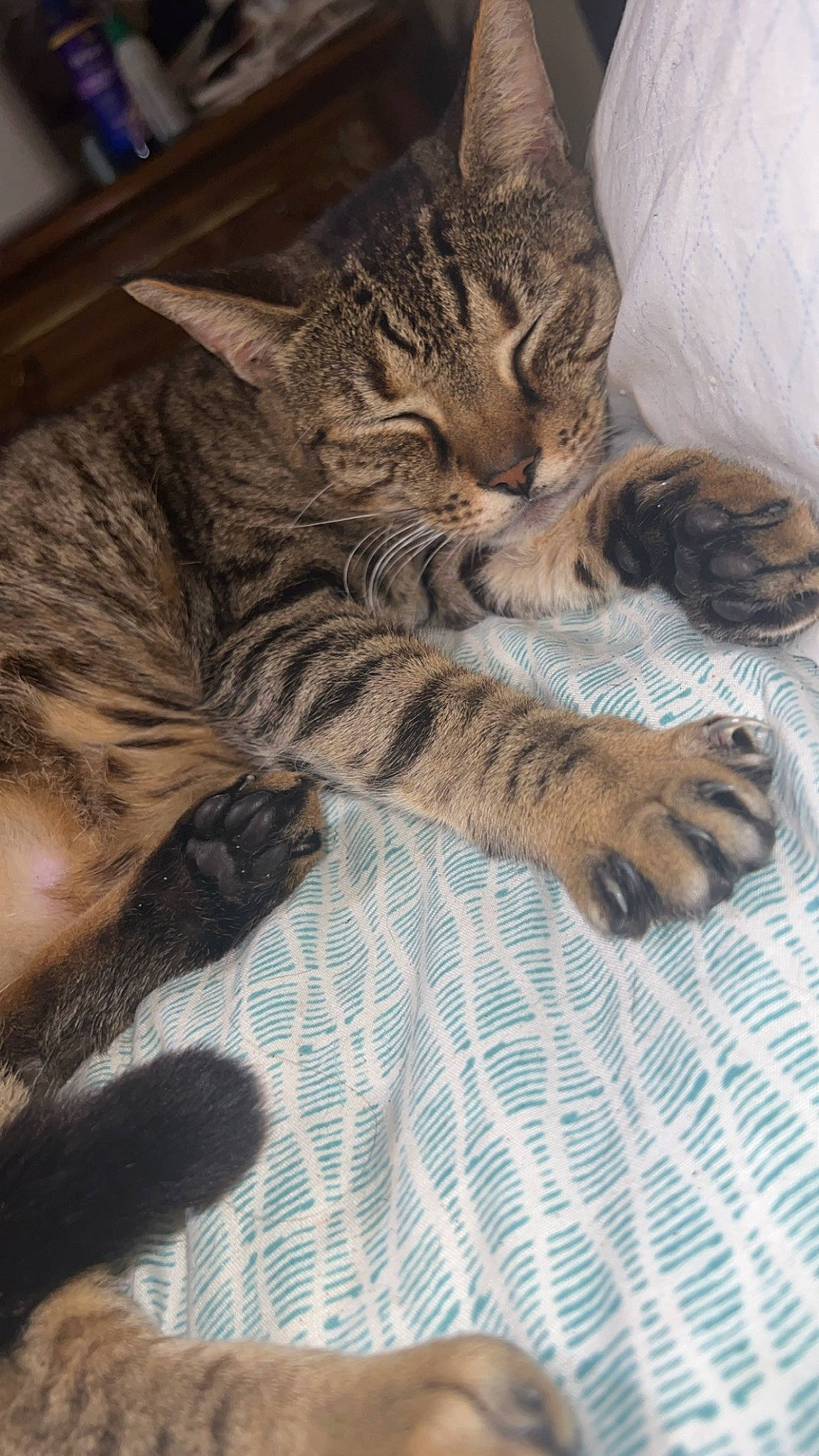 Savannah joined the competition — help win amazing prizes! carnivore, cat, claw, comfort, domestic_short_haired_cat, felidae, foot, fur, grey, human_leg, linens, nap, pattern, paw, sleep, small_to_medium_sized_cats, snout, tail, terrestrial_animal, whiskers