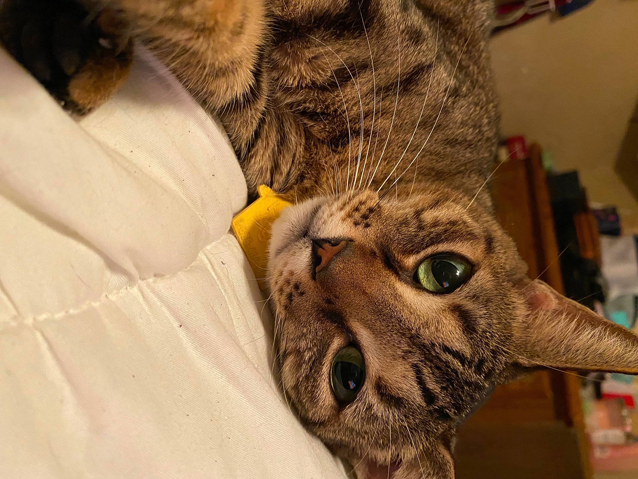 Savannah is registered to the contest to win money with this photo: carnivore, cat, claw, comfort, domestic_short_haired_cat, eye, fang, fawn, felidae, fur, glasses, hat, head, paw, small_to_medium_sized_cats, snout, tail, terrestrial_animal, whiskers, wildlife