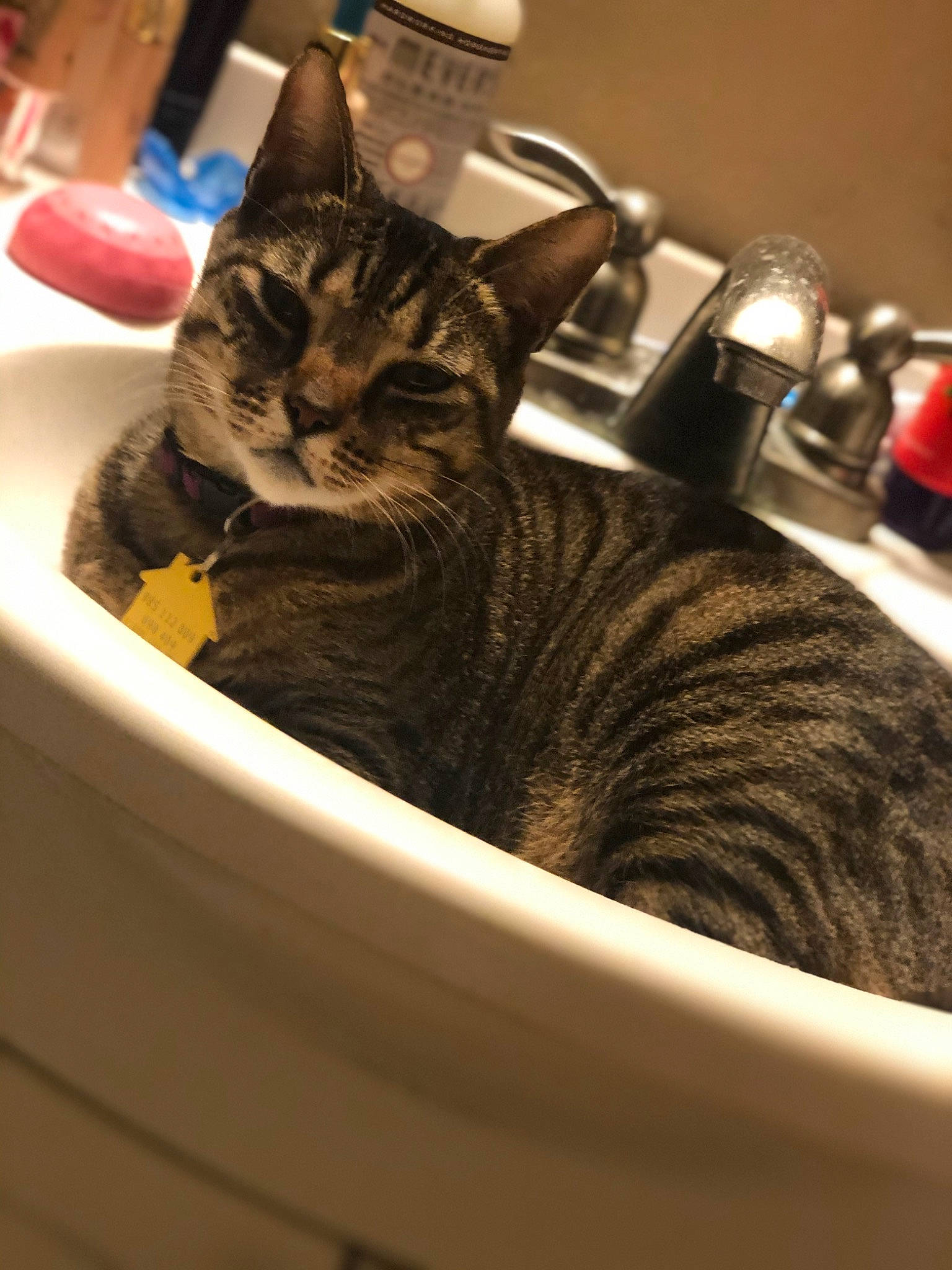 Savannah joined the competition — help win amazing prizes! bathroom, bathroom_sink, carnivore, cat, comfort, domestic_short_haired_cat, felidae, fur, kitchen_appliance, plumbing, plumbing_fixture, serveware, sink, small_to_medium_sized_cats, snout, tap, whiskers, window