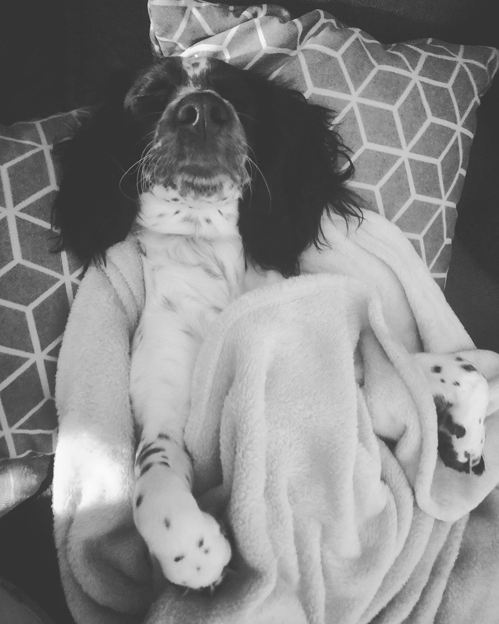 Polia a rejoint le concours — aidez-le/la à gagner de superbes lots ! black_and_white, canidae, carnivore, cavapoo, companion_dog, dog, dog_breed, non_sporting_group, puppy, puppy_love, schnoodle, shih_tzu, sporting_group